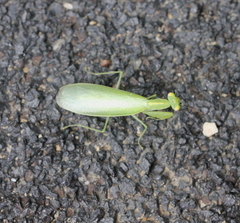 Tropidomantis gressitti