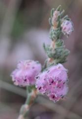 Erica cooperi cooperi