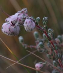 Erica cooperi cooperi