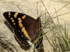 Aeropetes tulbaghia