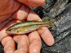 Louros Spined Loach photo 2