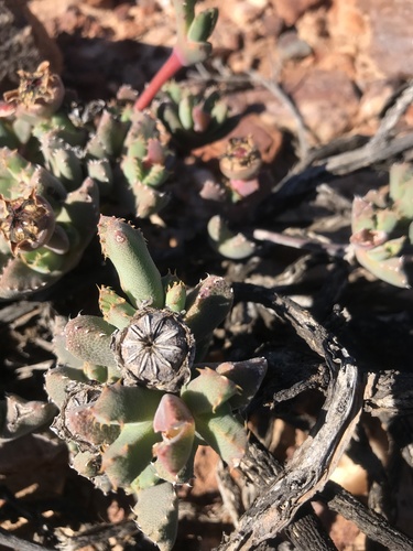 Cheiridopsis spiculata