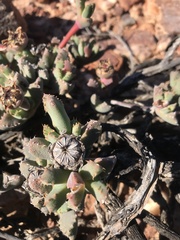 Odontophorus marlothii
