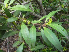 Maytenus magellanica