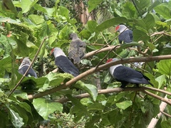 Alectroenas pulcherrimus