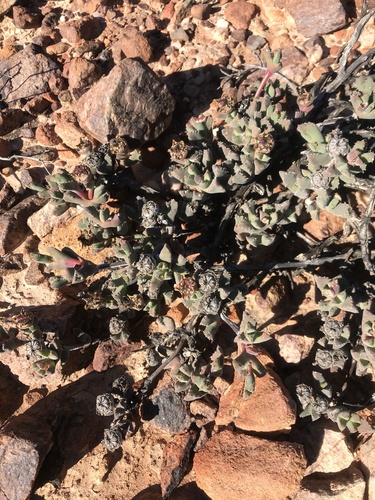 Cheiridopsis spiculata