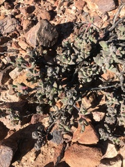 Odontophorus marlothii