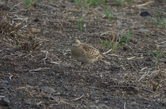 Turnix nigricollis