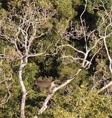 Cercopithecus mitis labiatus