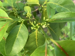 Pyrostria bibracteata