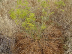 Peucedanum officinale
