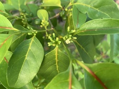 Pyrostria bibracteata