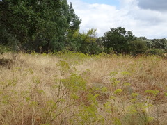 Peucedanum officinale