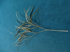 Peucedanum officinale