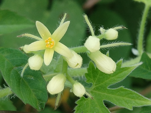 Gronovia scandens (Gronovia scandens)