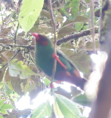 Chlorornis riefferii