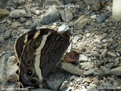 Aeropetes tulbaghia