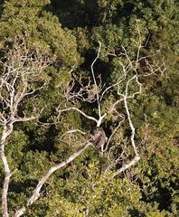 Cercopithecus mitis labiatus