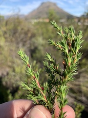 Cliffortia pterocarpa