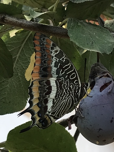 Two-tailed Pasha
