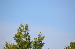 Patagioenas fasciata