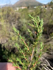 Cliffortia pterocarpa