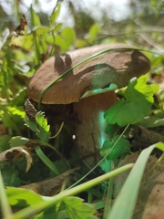 Boletus betulicola