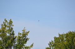 Patagioenas fasciata