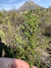 Cliffortia pterocarpa