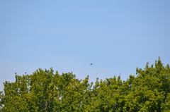 Patagioenas fasciata