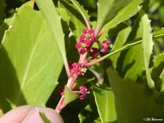 Maytenus magellanica