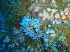 Bunodactis reynaudi