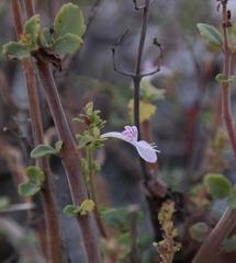 Aeollanthus parvifolius