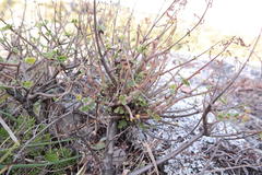 Aeollanthus parvifolius