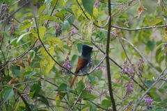 Terpsiphone bourbonnensis