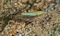 Scaphytopius elegans