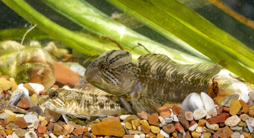 Trichonis blenny