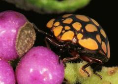 Steganocerus multipunctatus