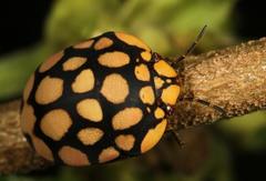Steganocerus multipunctatus