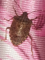 Halyomorpha picus