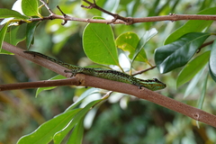 Phelsuma borbonica