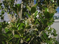Apodytes dimidiata dimidiata