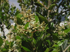 Apodytes dimidiata dimidiata