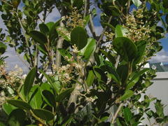 Apodytes dimidiata dimidiata