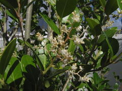 Apodytes dimidiata dimidiata