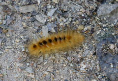 Pygarctia