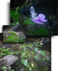 Impatiens hochstetteri