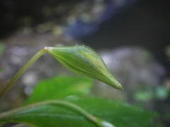 Impatiens hochstetteri