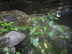 Impatiens hochstetteri