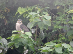 Accipiter nisus